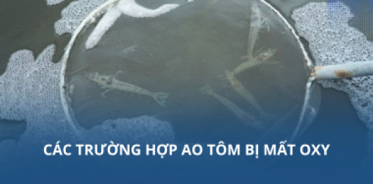 Các trường hợp ao tôm bị mất oxy